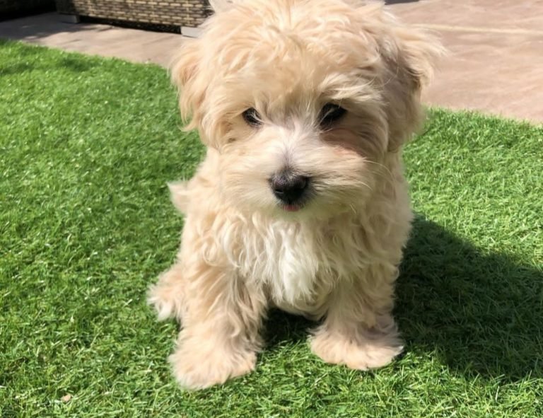 maltipoo_benji_-1-768x591-1.jpg